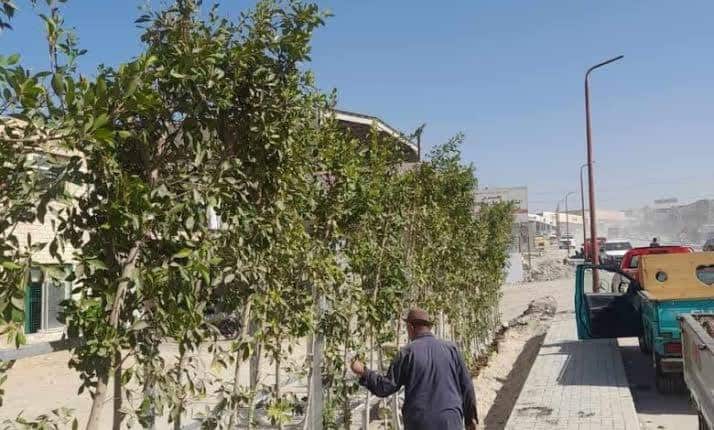Egypt’s Ministry of Agriculture plants 3.1 million trees under presidential initiative